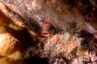 Canon G7X Mark III, Fantasea Housing  + Strobe 