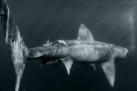 Canon G7X Mark III, Fantasea Housing  + Strobe 